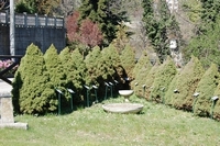 557.JPG